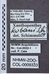 Etikette zu Xanthopenthes kubani (NHMW-ZOO-COL-0009333)